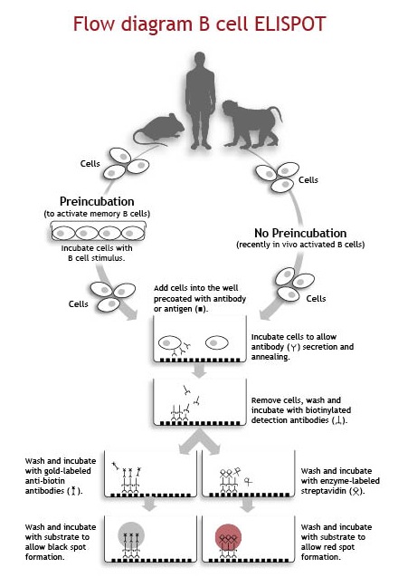 B cell ELISPOT flow diagram Flow diagram B cell ELISPOT U-CyTech